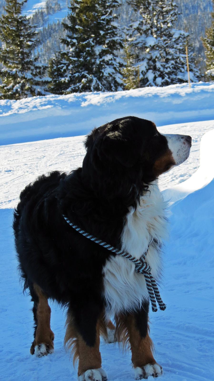 Berner sennenhund Lady Xiera's Voltaire (Bosco) - Norge 2014 - Gålå billede 3