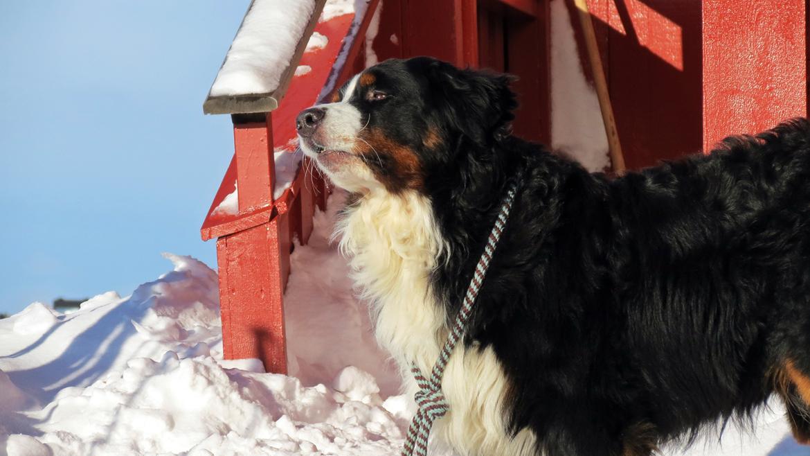 Berner sennenhund Lady Xiera's Voltaire (Bosco) - Norge 2014 - Gålå billede 8