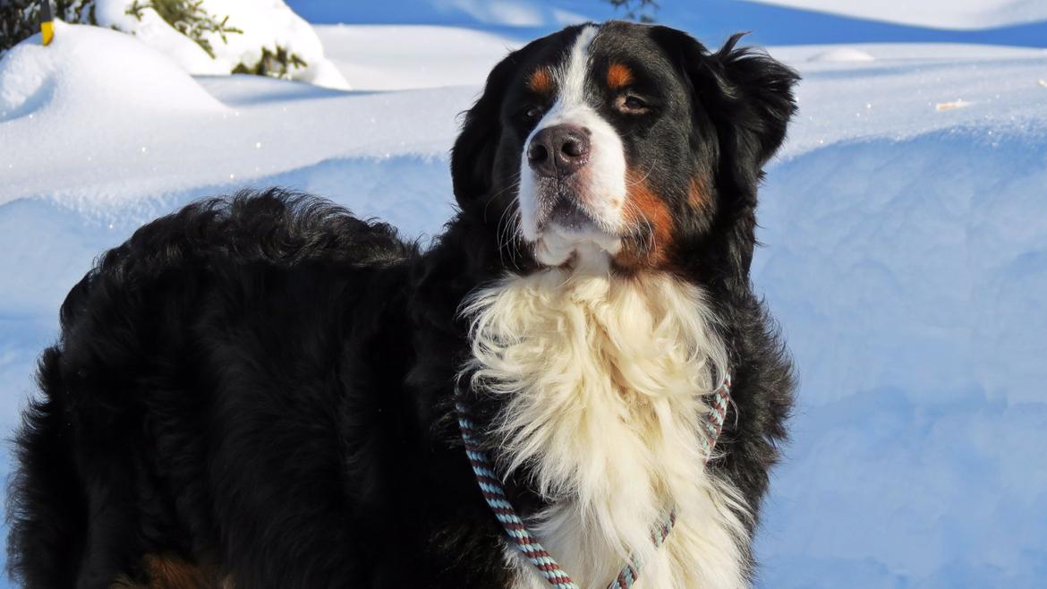 Berner sennenhund Lady Xiera's Voltaire (Bosco) - Norge 2014 - Gålå billede 7