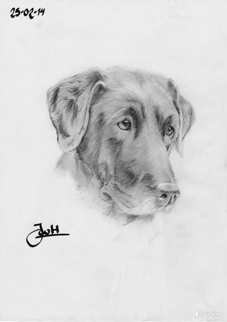 Labrador retriever †.R.I.P June.† 31-01-2014 - Julie som har lavet denne skønne billedet af june til min mor <3 billede 4