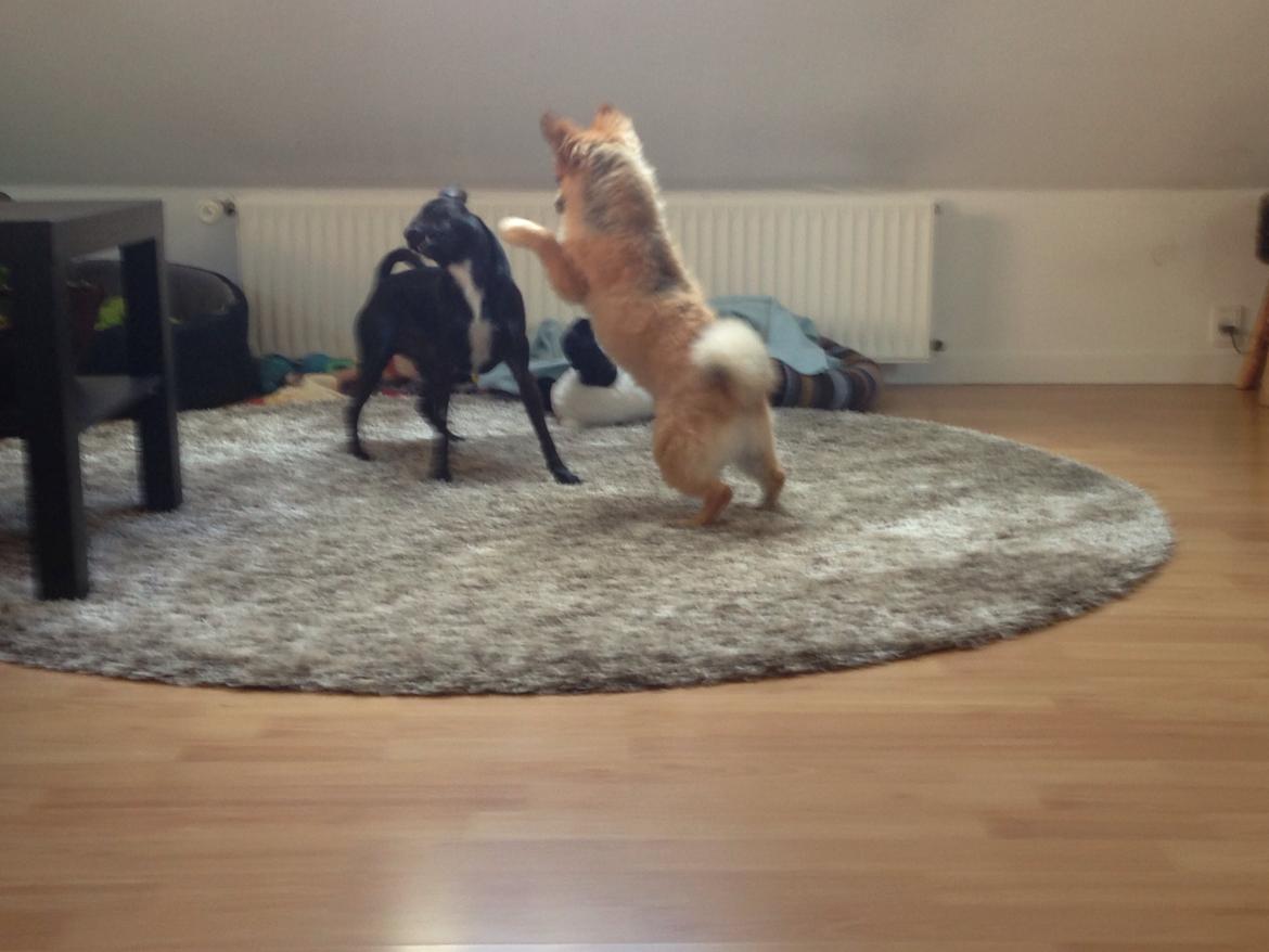 Blanding af racer Silas billede 13