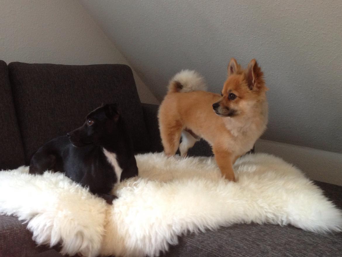 Blanding af racer Silas billede 14