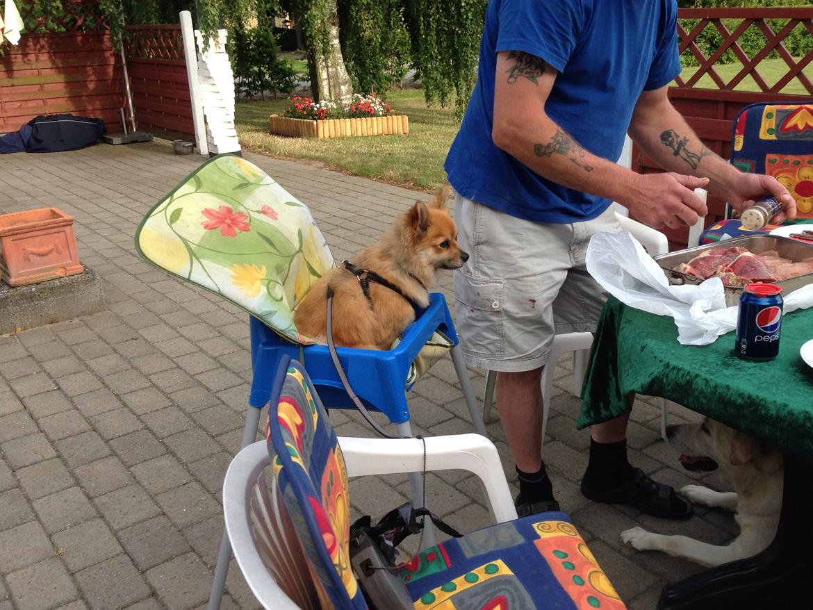 Blanding af racer Silas billede 15