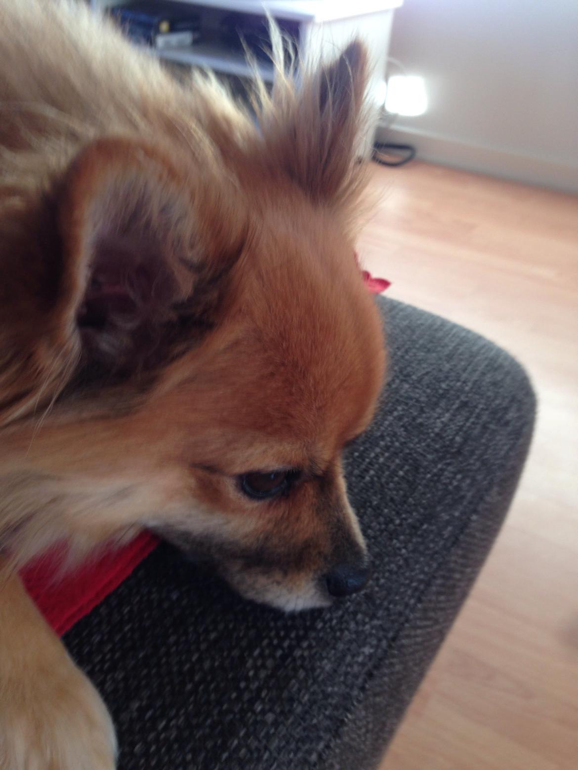 Blanding af racer Silas billede 16