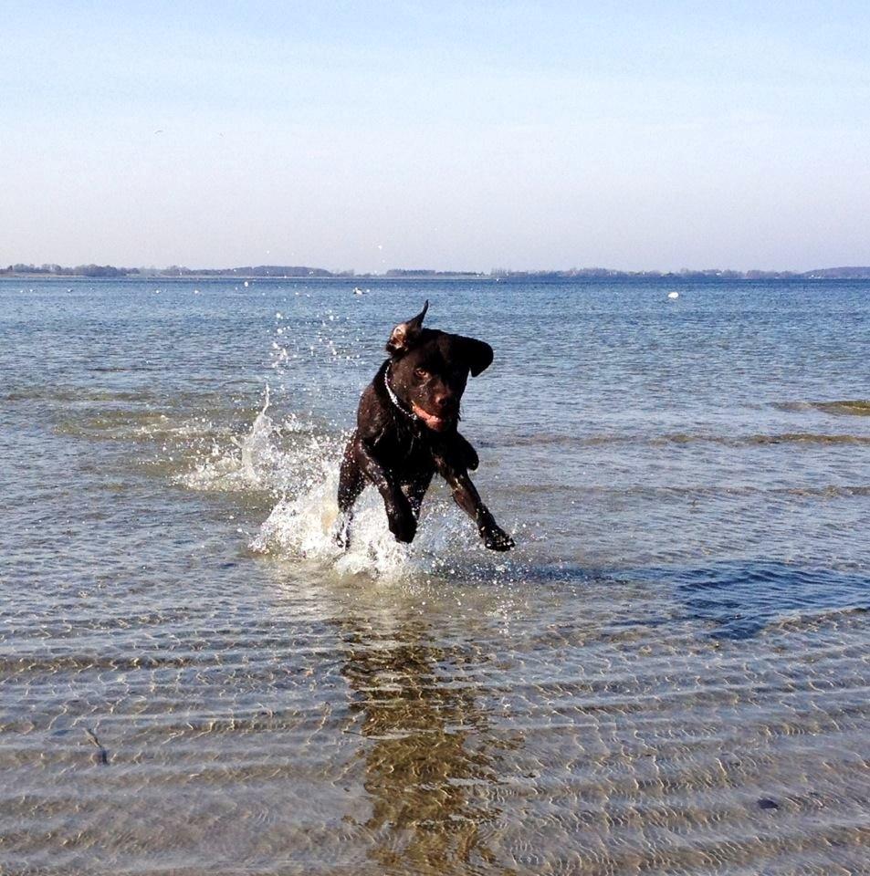 Labrador retriever Balou billede 22