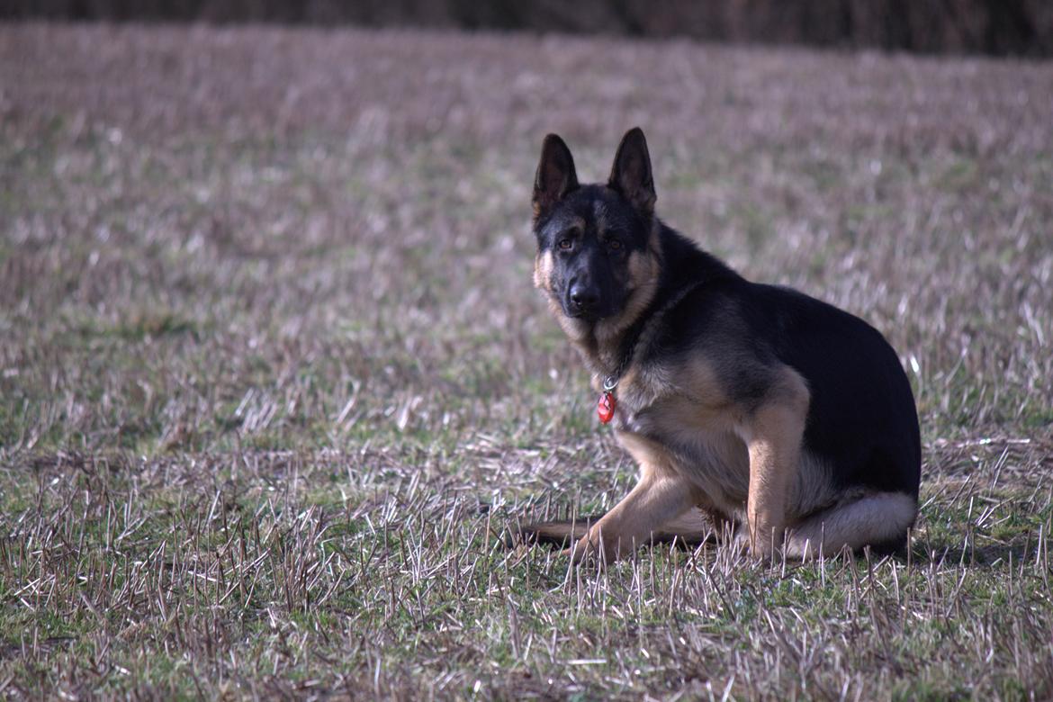 Schæferhund Pascha - "Sagde du noget?", "hørte du også den lyd?" billede 10