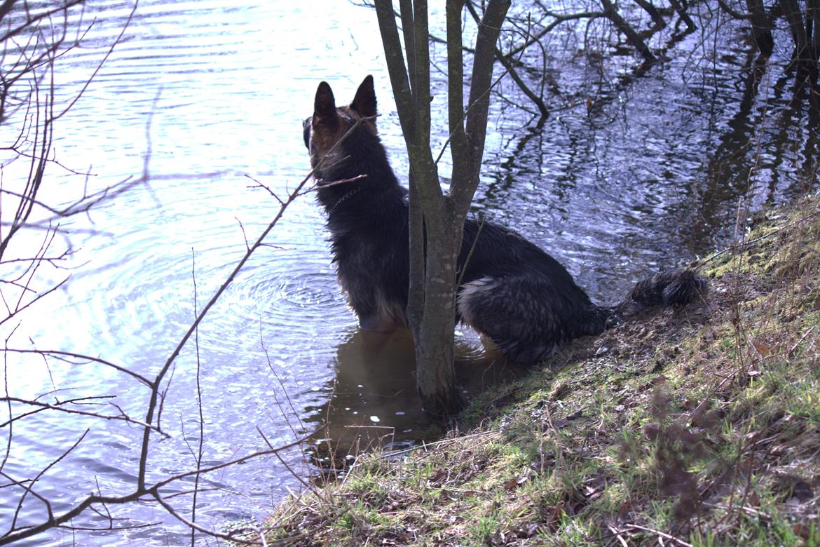 Schæferhund Pascha billede 11