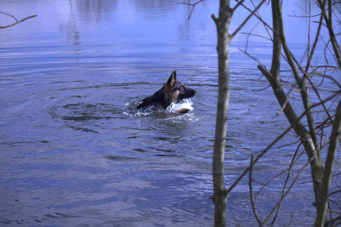 Schæferhund Pascha - Men det der svømning er jo faktisk ret sjovt.. Selvom vandet er koldt..  billede 12