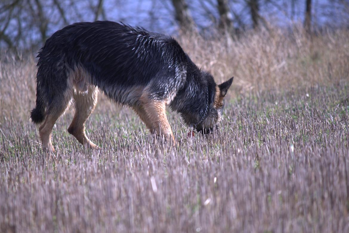 Schæferhund Pascha billede 13