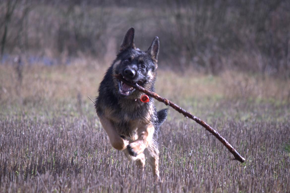 Schæferhund Pascha - Hvad en pind ikke er skyld i af morskab..  billede 14