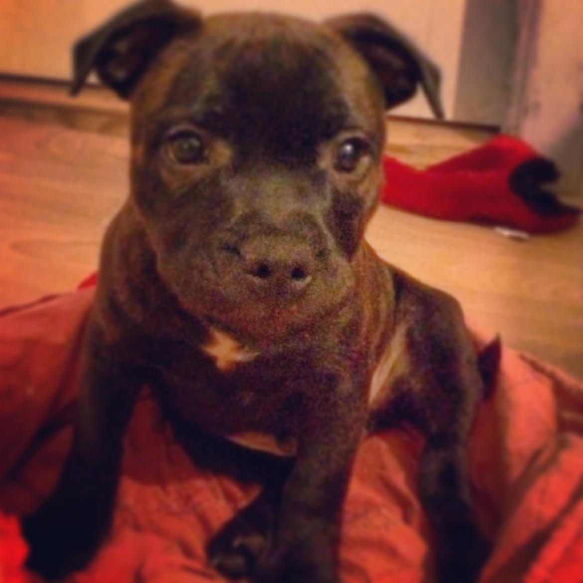 Staffordshire bull terrier Amazingstaffs Impressive X - Charlie billede 6