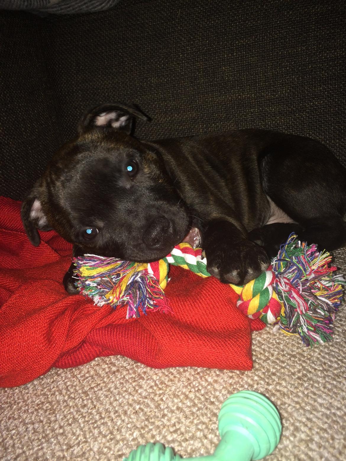 Staffordshire bull terrier Amazingstaffs Impressive X - Charlie billede 1