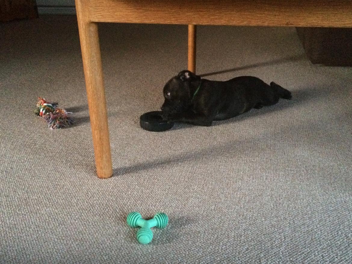 Staffordshire bull terrier Amazingstaffs Impressive X - Charlie billede 2