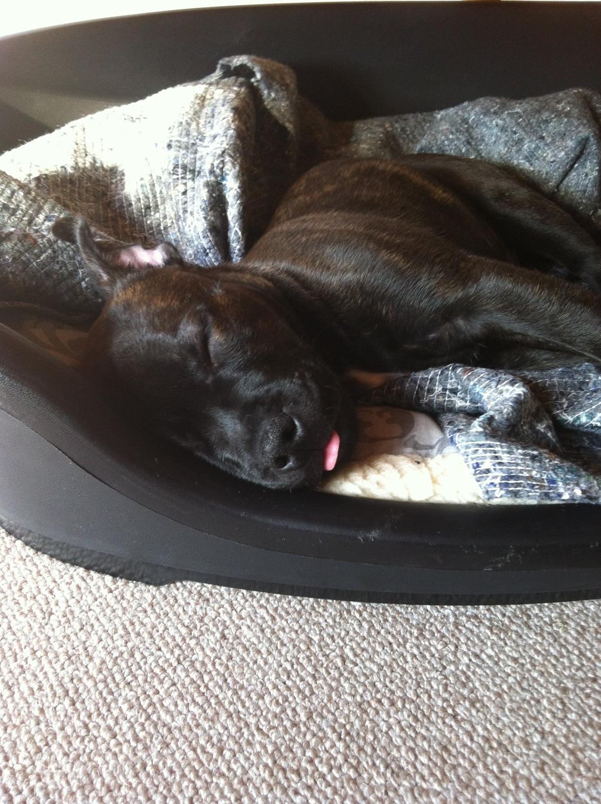 Staffordshire bull terrier Amazingstaffs Impressive X - Charlie billede 3