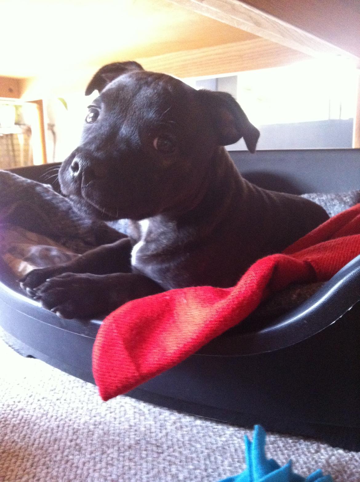 Staffordshire bull terrier Amazingstaffs Impressive X - Charlie billede 4