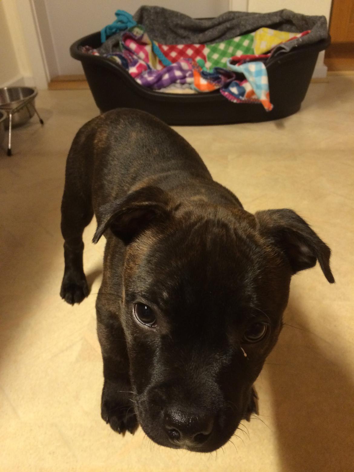 Staffordshire bull terrier Amazingstaffs Impressive X - Charlie billede 5