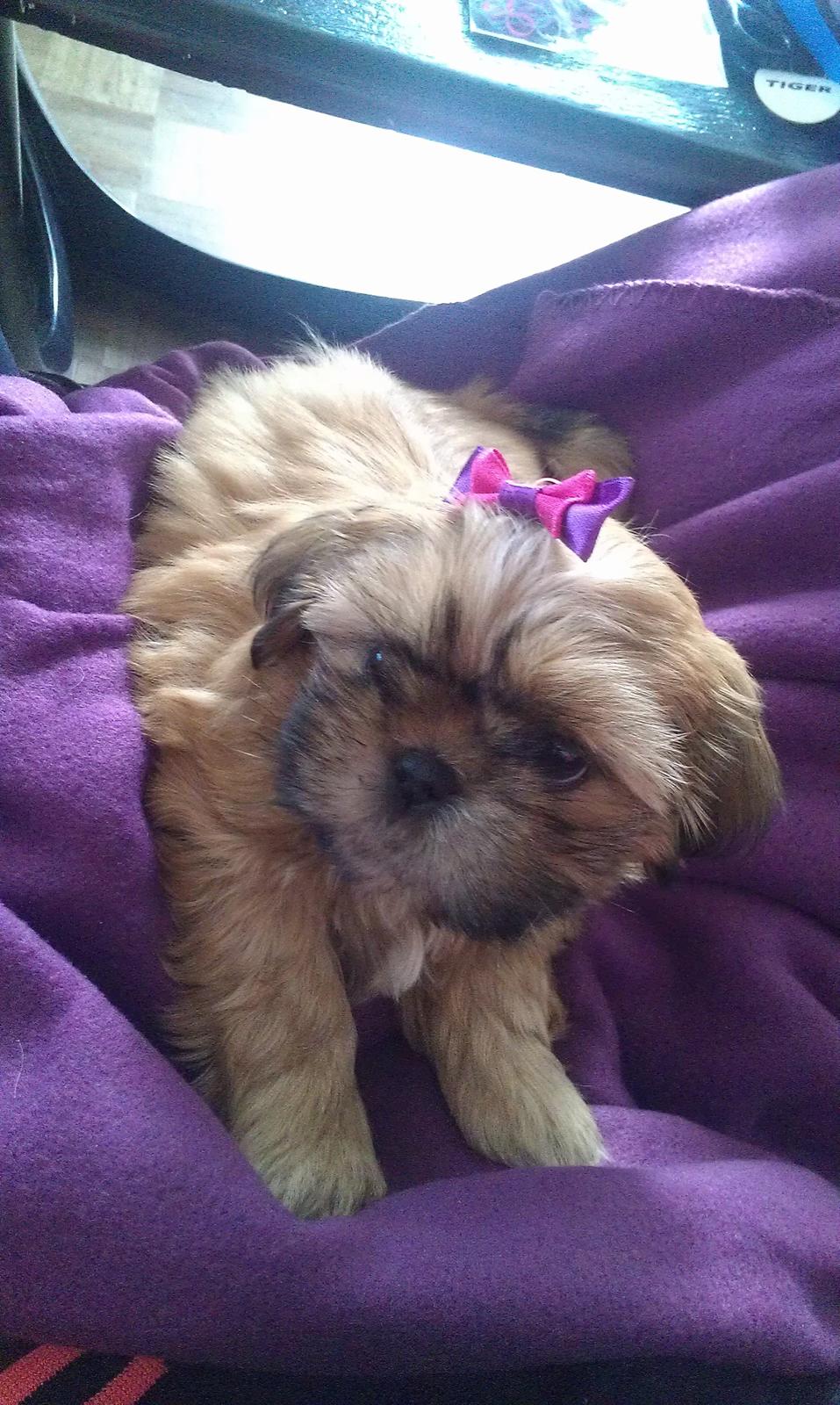 Shih tzu Fonvig's Phoebe billede 4