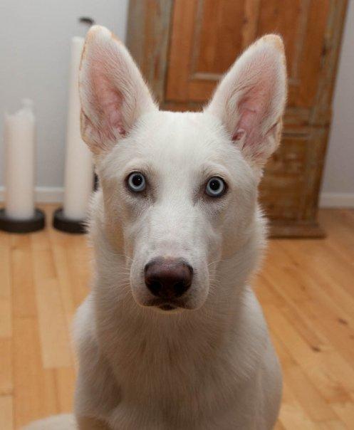 Blanding af racer Cherokee/Dutten billede 1