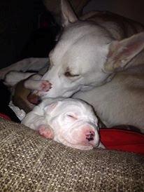 Blanding af racer Cherokee/Dutten billede 4