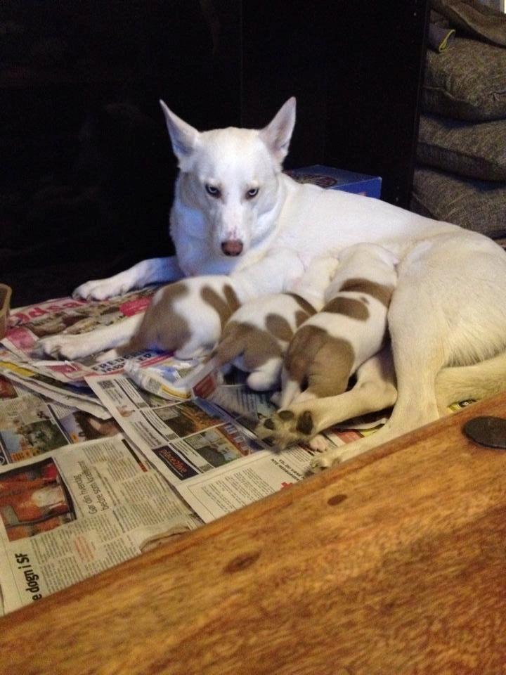 Blanding af racer Cherokee/Dutten billede 3