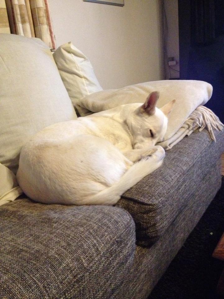 Blanding af racer Cherokee/Dutten billede 5