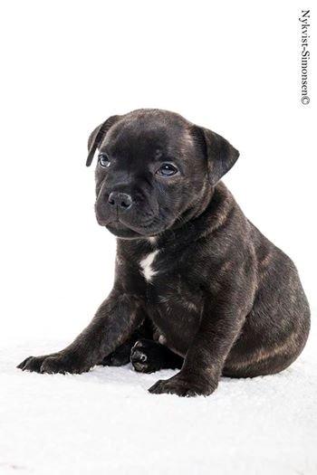 Staffordshire bull terrier Amazingstaffs Impressive X - Charlie billede 7