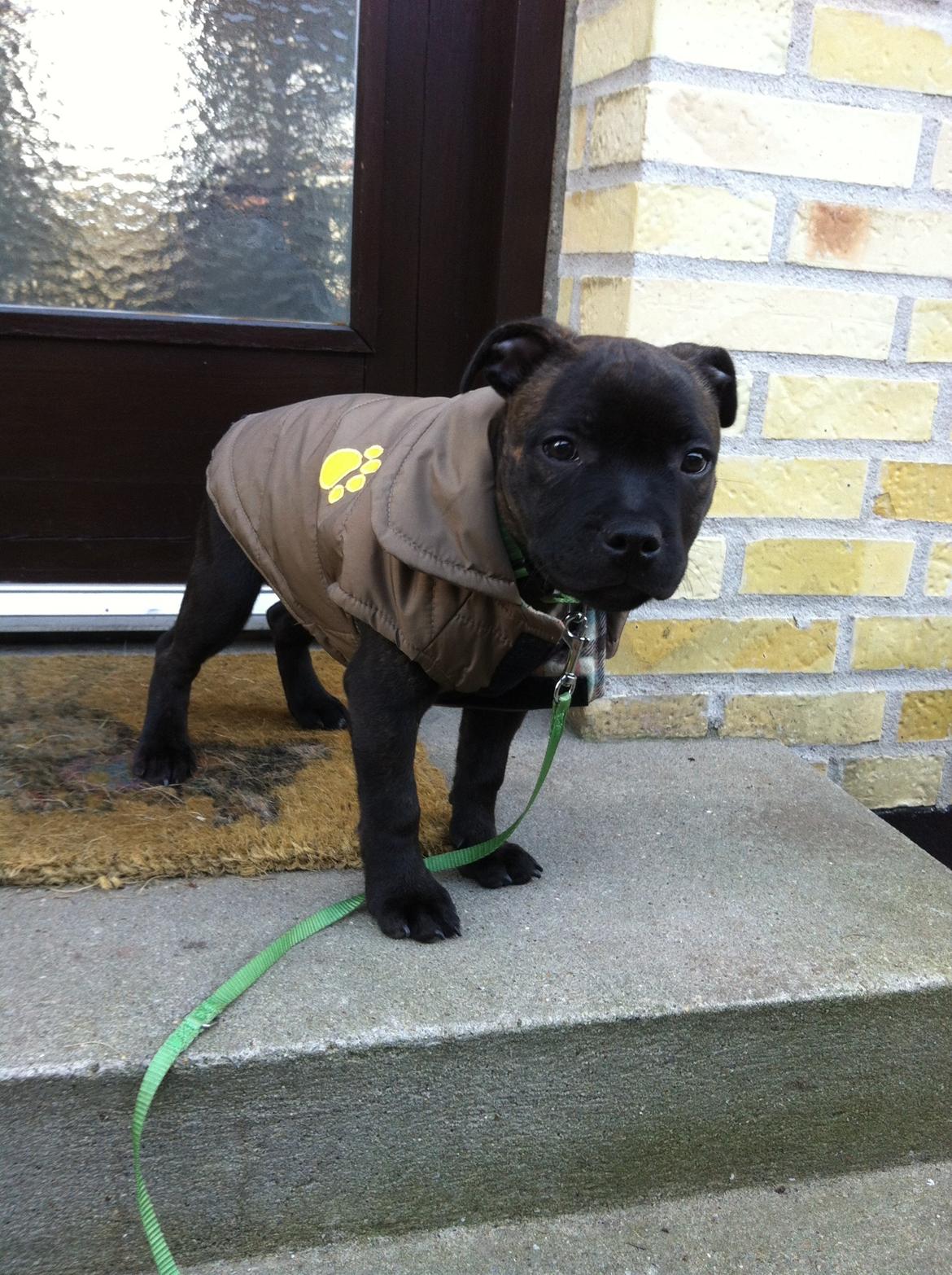 Staffordshire bull terrier Amazingstaffs Impressive X - Charlie billede 8