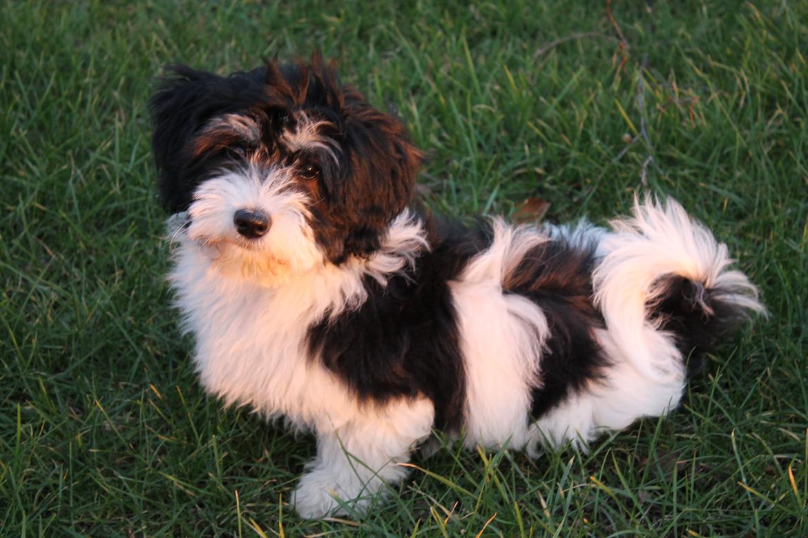 Bichon havanais Alba billede 1