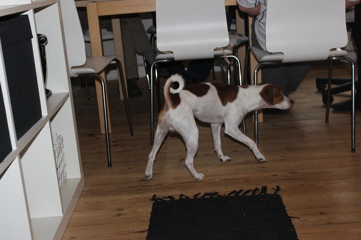 Dansk svensk gaardhund Eddie billede 3