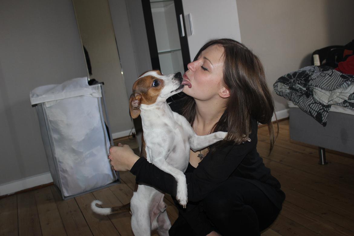 Dansk svensk gaardhund Eddie billede 5