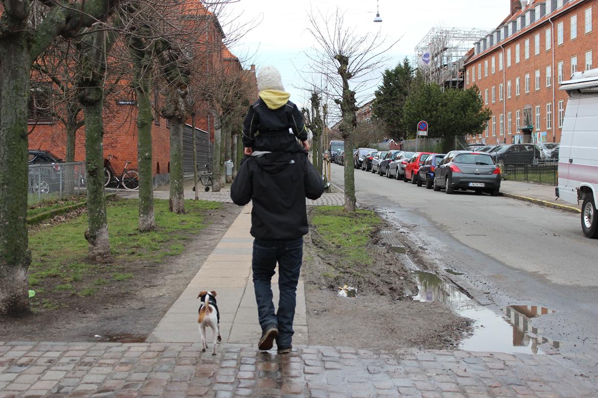 Dansk svensk gaardhund Eddie billede 7