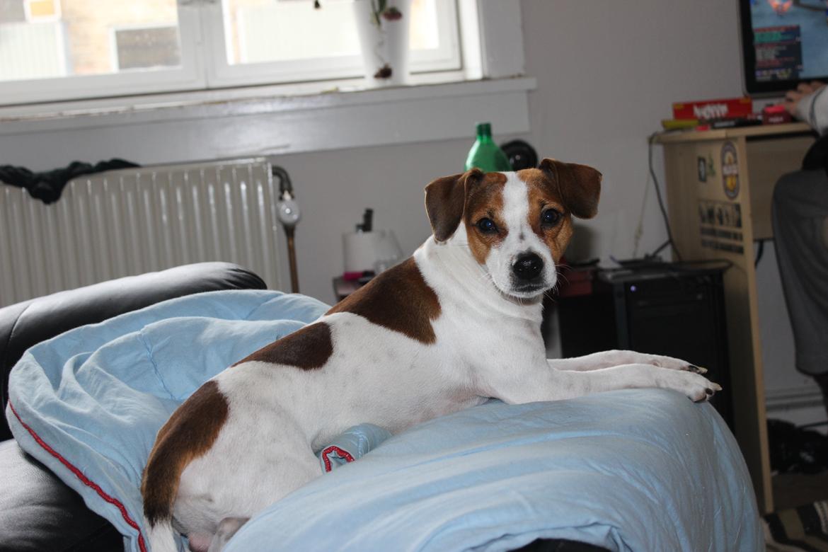 Dansk svensk gaardhund Eddie billede 2