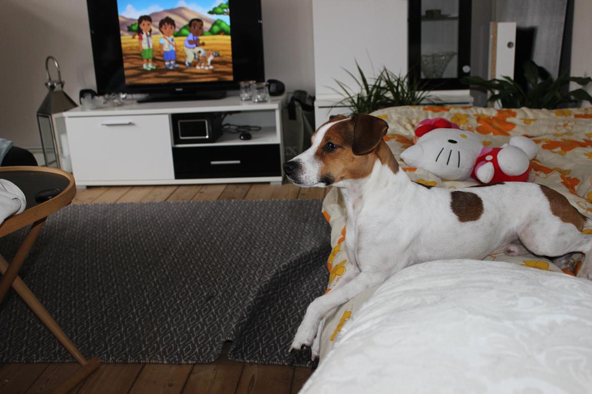 Dansk svensk gaardhund Eddie billede 4