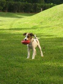 Dansk svensk gaardhund Eddie billede 6