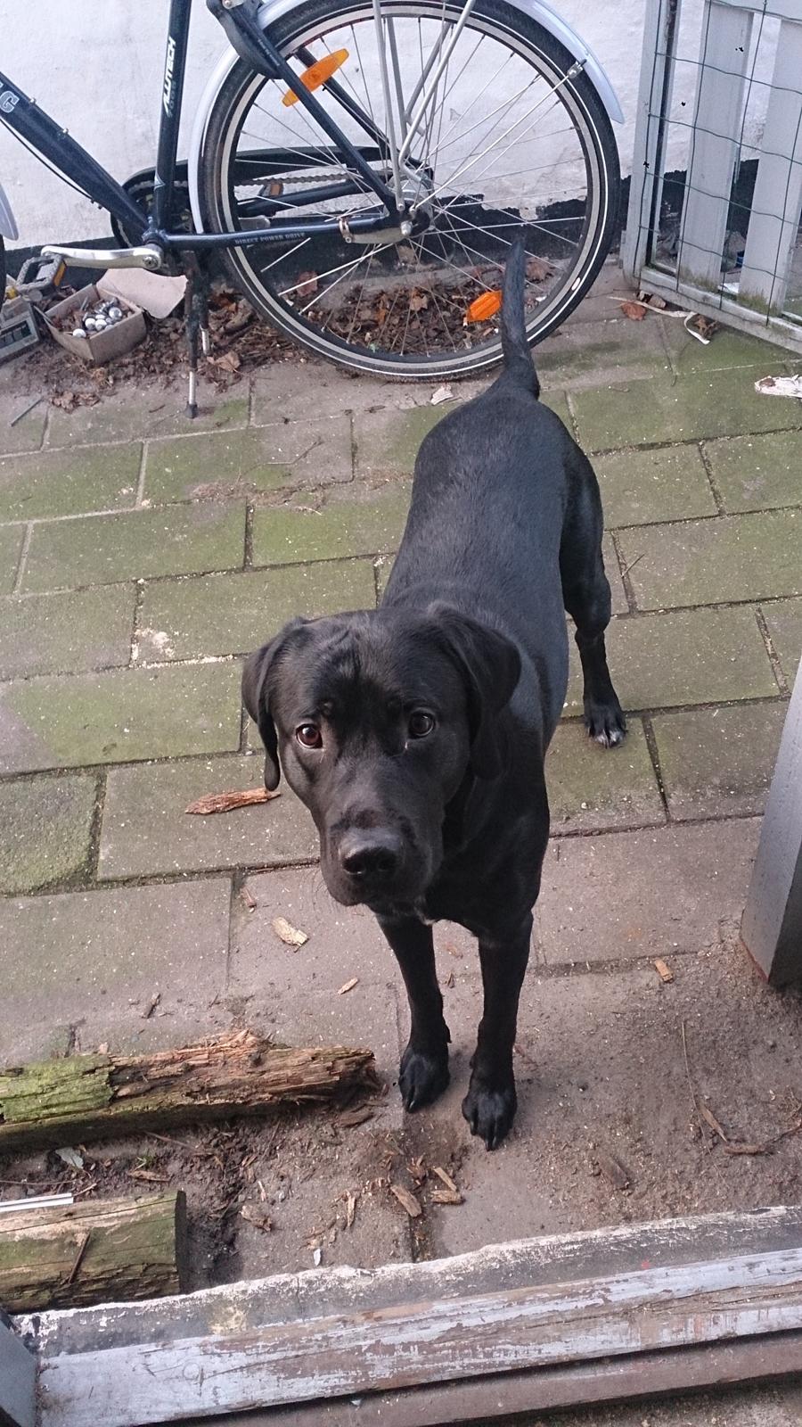 Labrador retriever Cato billede 2