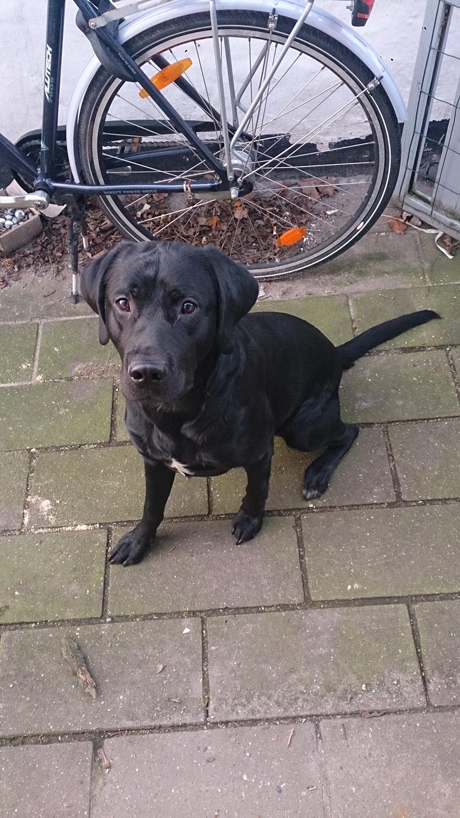 Labrador retriever Cato billede 1