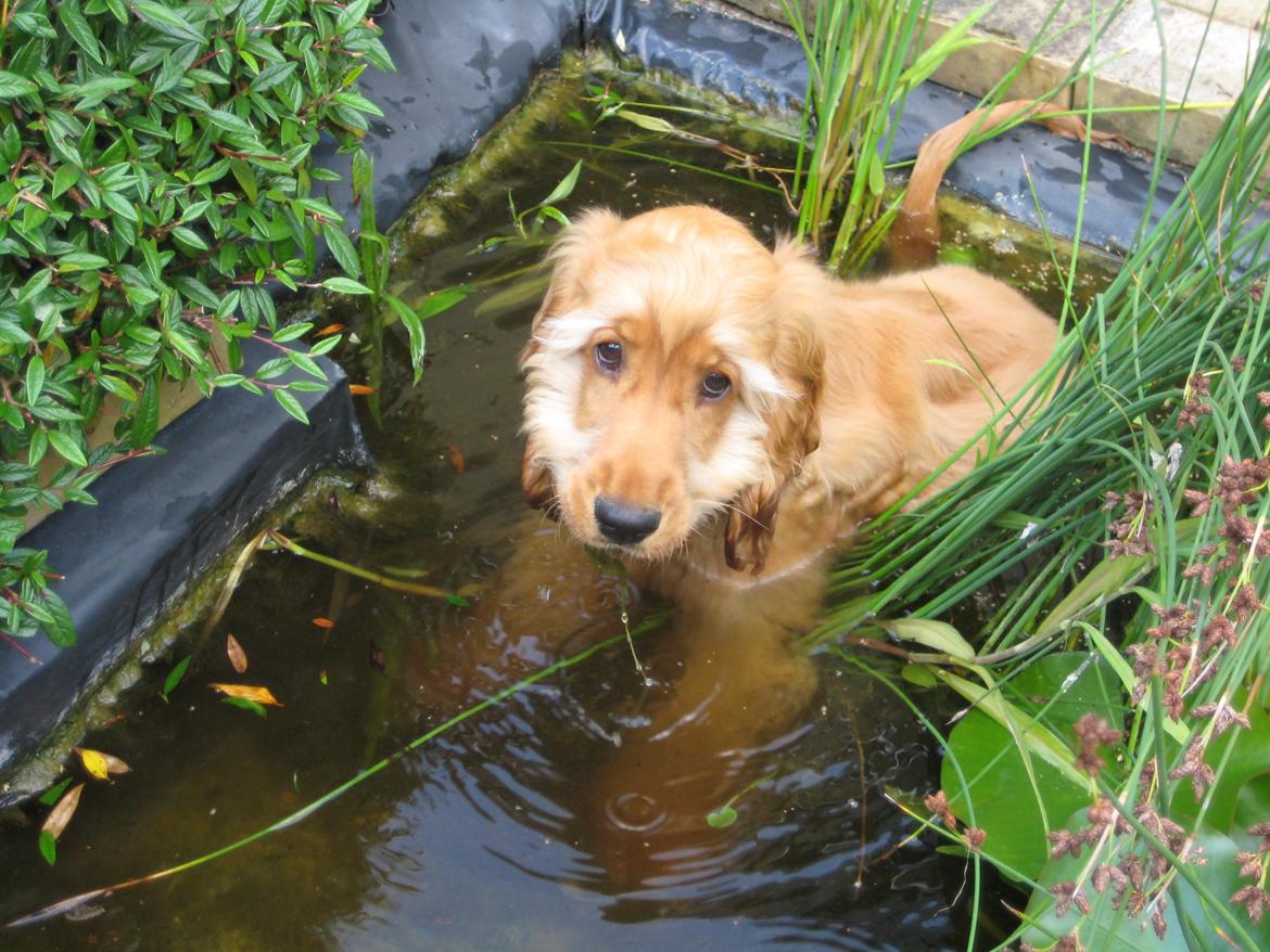 Cocker spaniel Bernard - Flodhesten i min farfars fiskebassin xD Fotograf: Min farfar billede 9