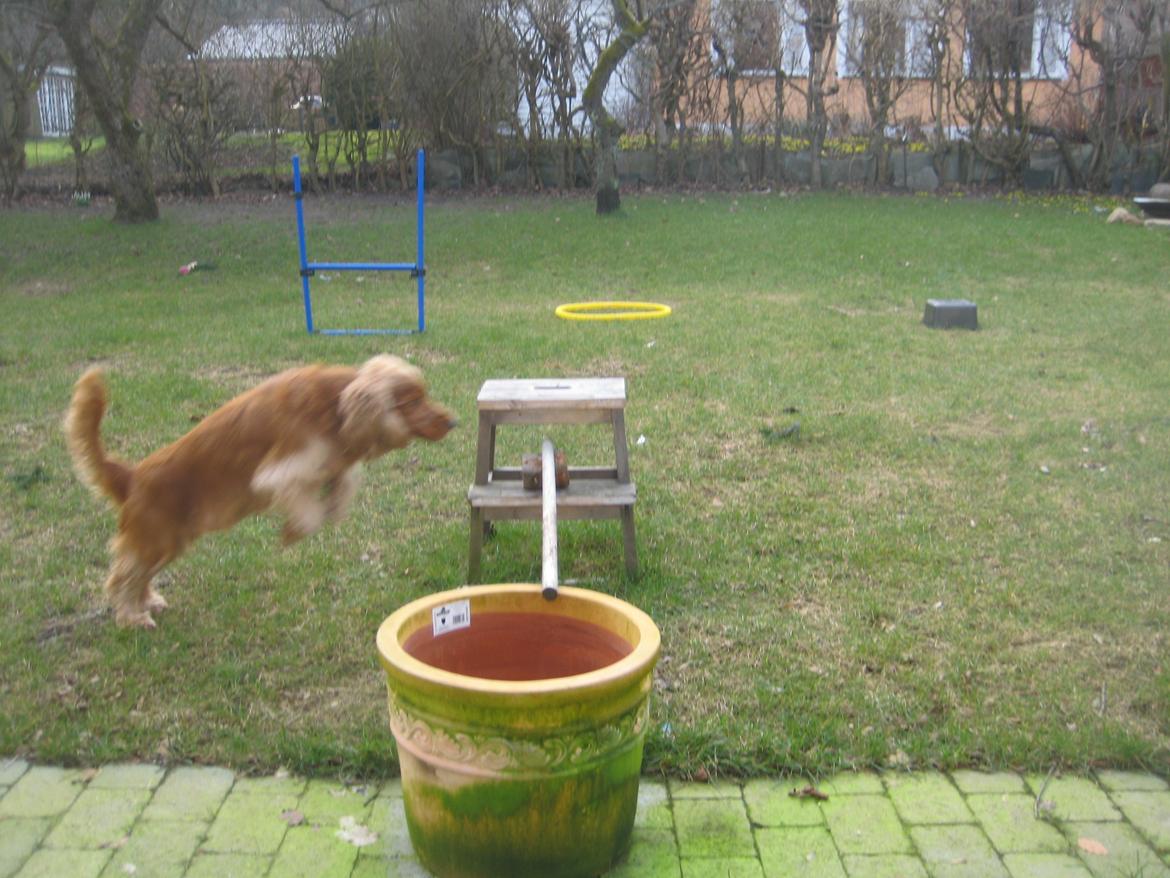Cocker spaniel Bernard - Han sætter altid af ret hurtigt, men af en eller anden mærkelig grund kommer han altid vildt godt over :D billede 6