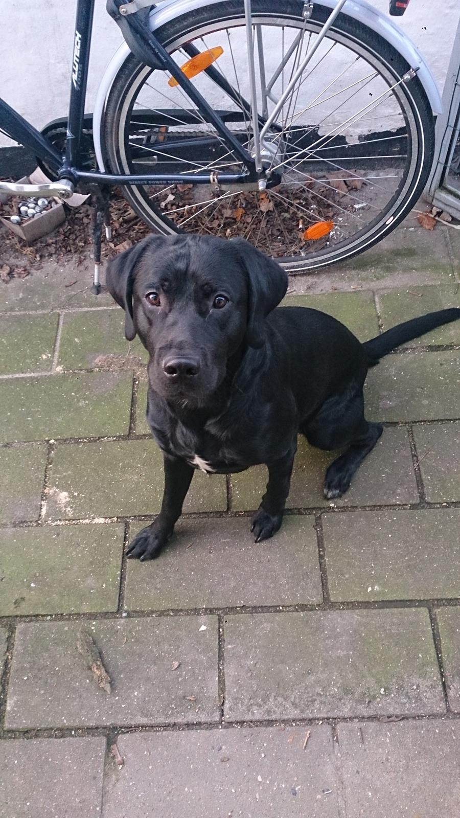 Labrador retriever Cato billede 3