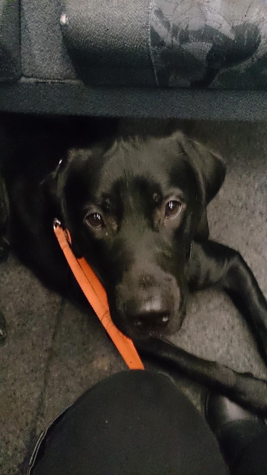 Labrador retriever Cato billede 4