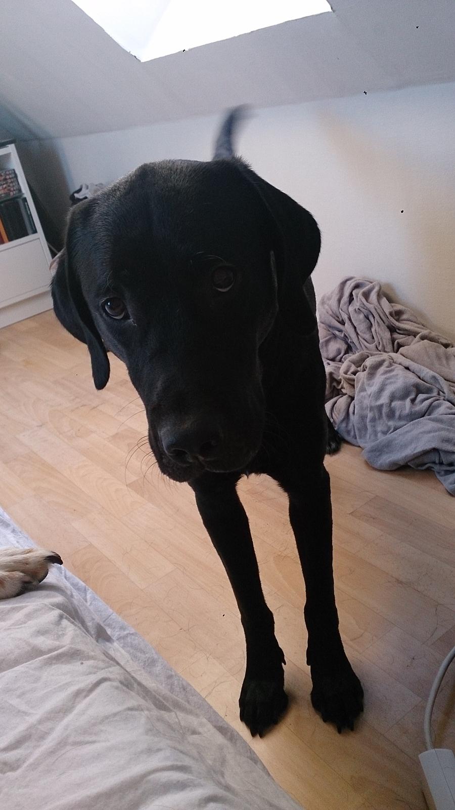 Labrador retriever Cato billede 5