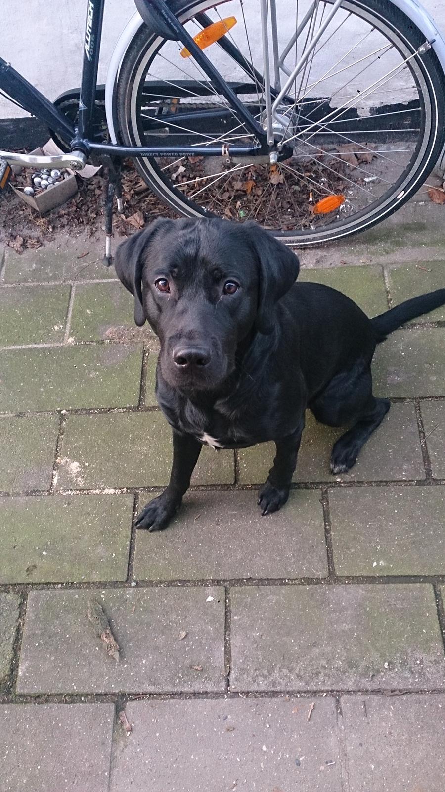 Labrador retriever Cato billede 6