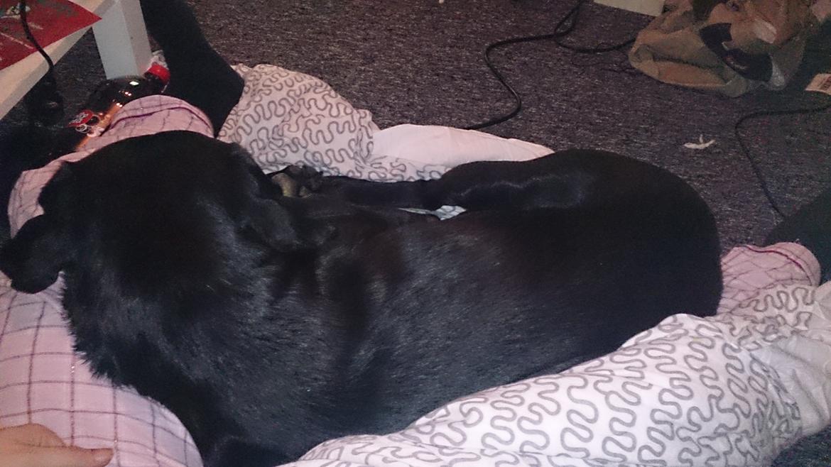 Labrador retriever Cato billede 7