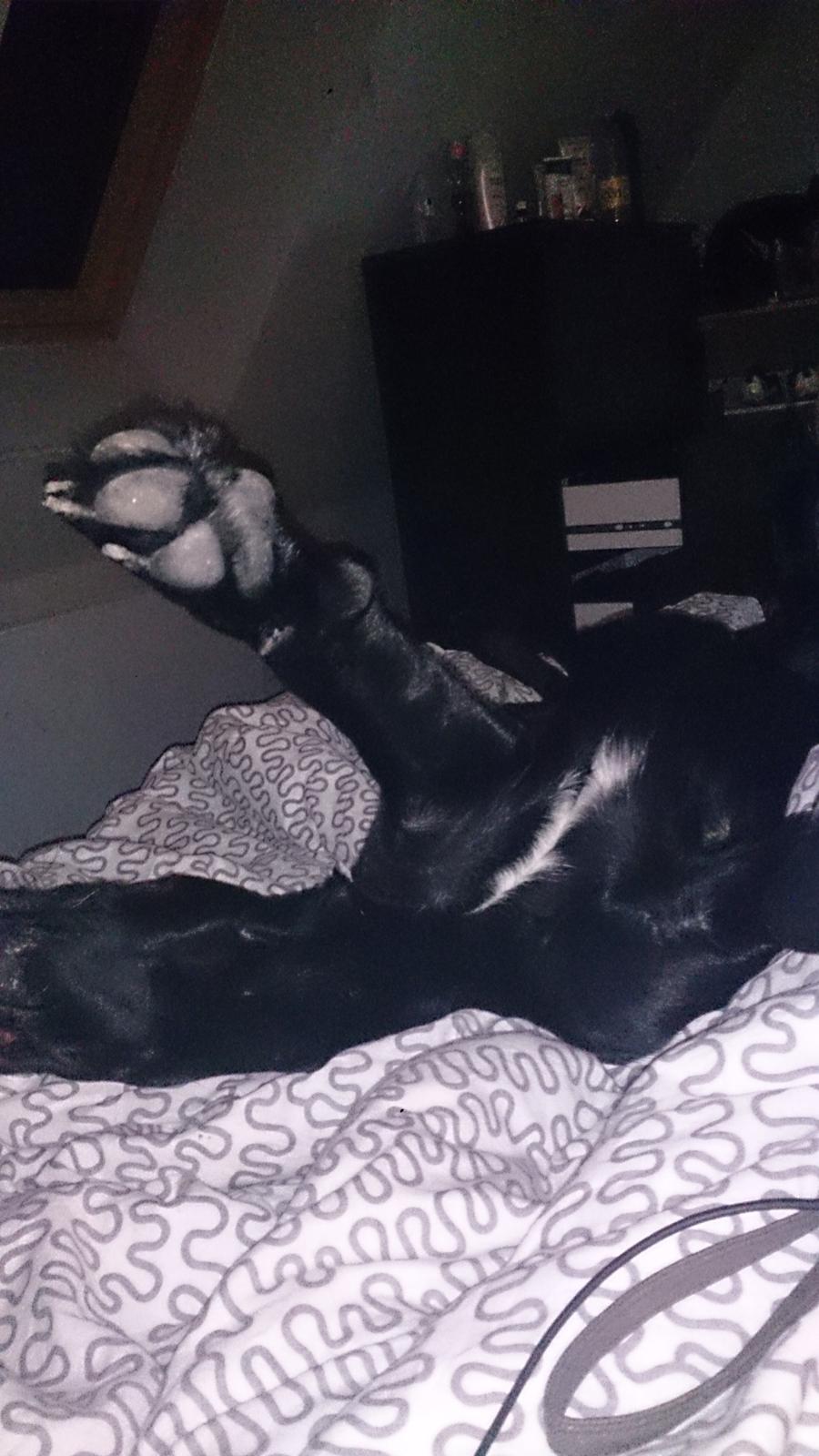 Labrador retriever Cato billede 8