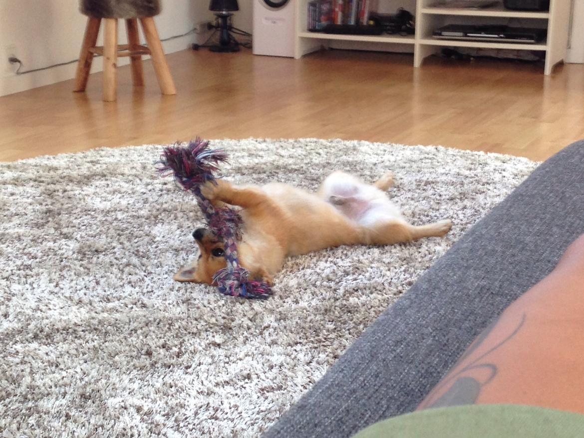 Blanding af racer Silas billede 17