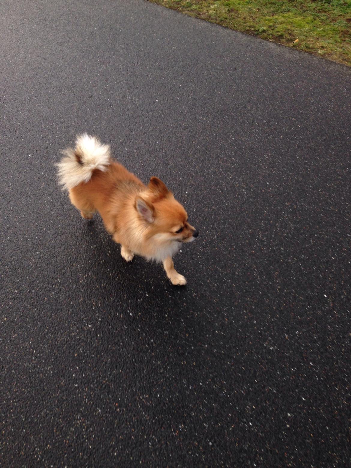 Blanding af racer Silas billede 19