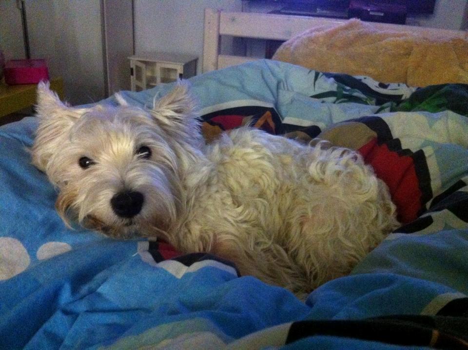 West highland white terrier House of Hunters' Simply Sabia (Charlie) - Charlie hygger sig i min seng. billede 12