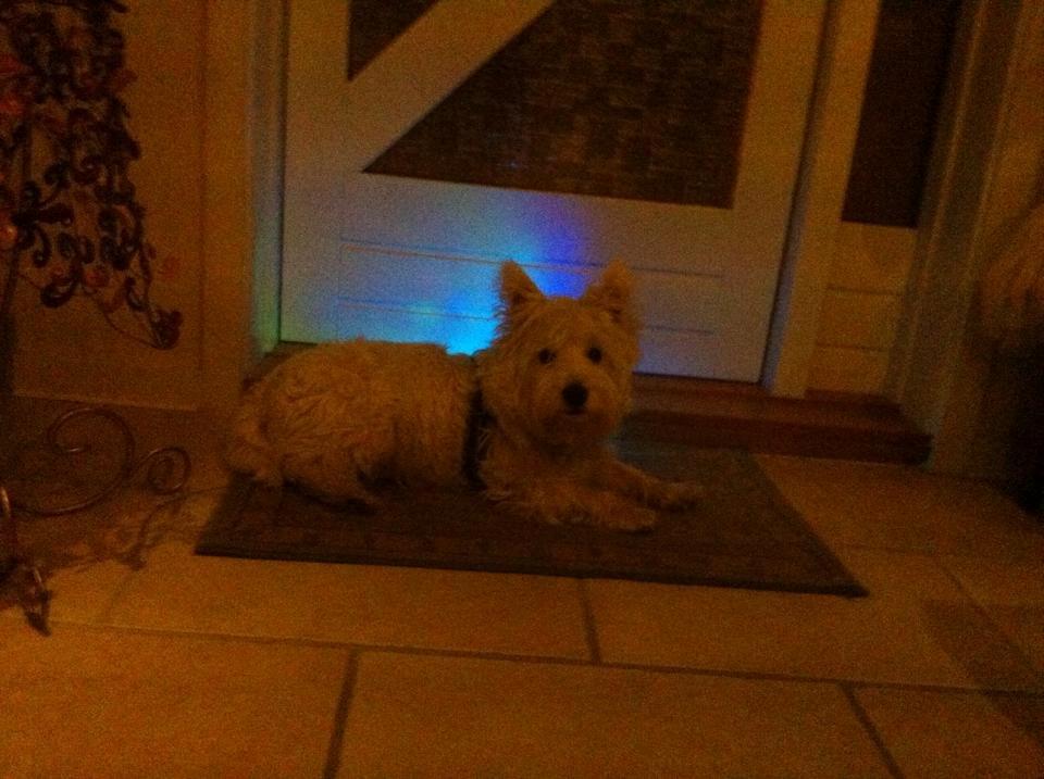 West highland white terrier House of Hunters' Simply Sabia (Charlie) - Nu med lys. billede 13