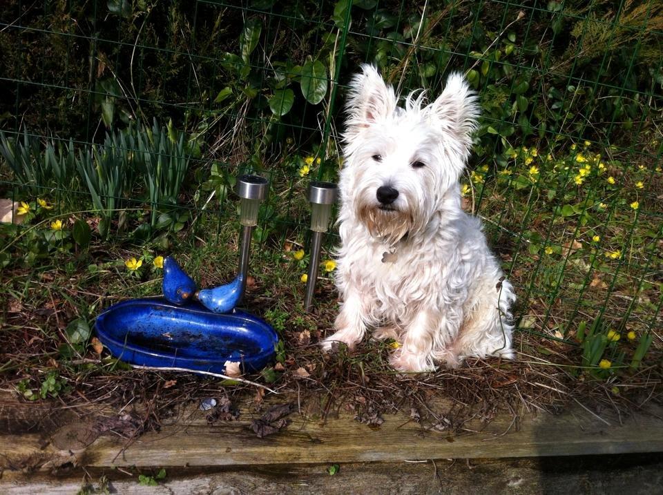 West highland white terrier House of Hunters' Simply Sabia (Charlie) - Charlie nyder det gode vejr på hans sædvanlige plads, ved siden af fuglebadet. billede 14