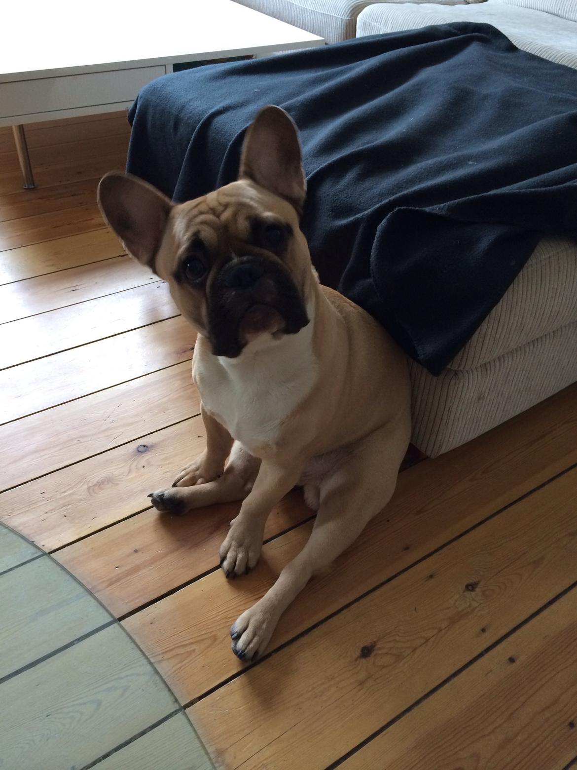 Fransk bulldog Joe billede 4